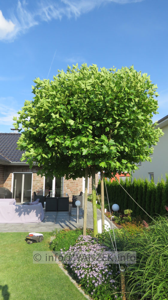 Platanus hispanica Alphen's Globe - H 20-25 Sol 02.JPG